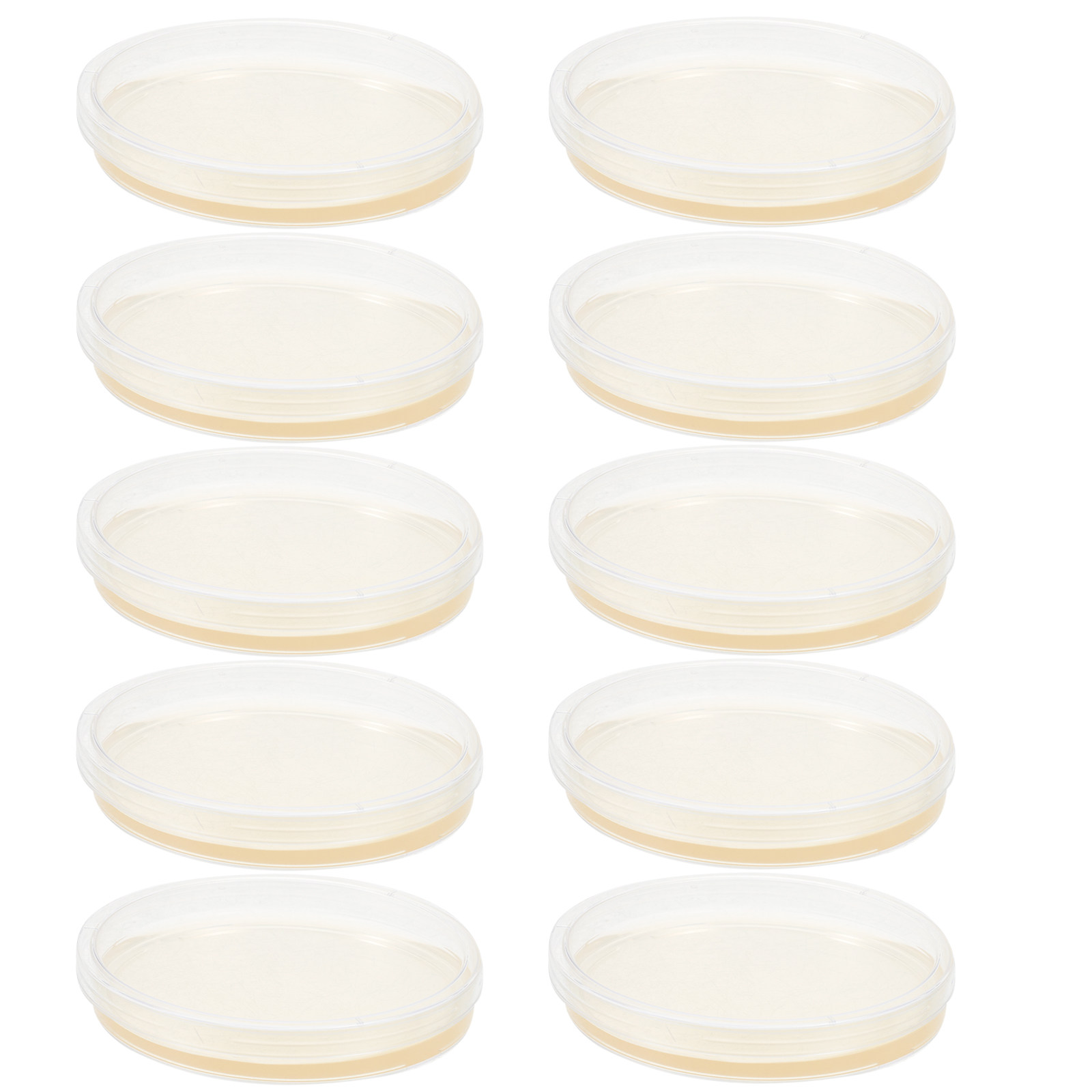 10Pcs Lb Agar Plates Portable  - Agar Tissue Culture ulasan dan harga
